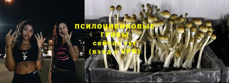 закладка  Старый Оскол  Псилоцибиновые грибы Cubensis 